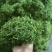 杀青烘干金银花