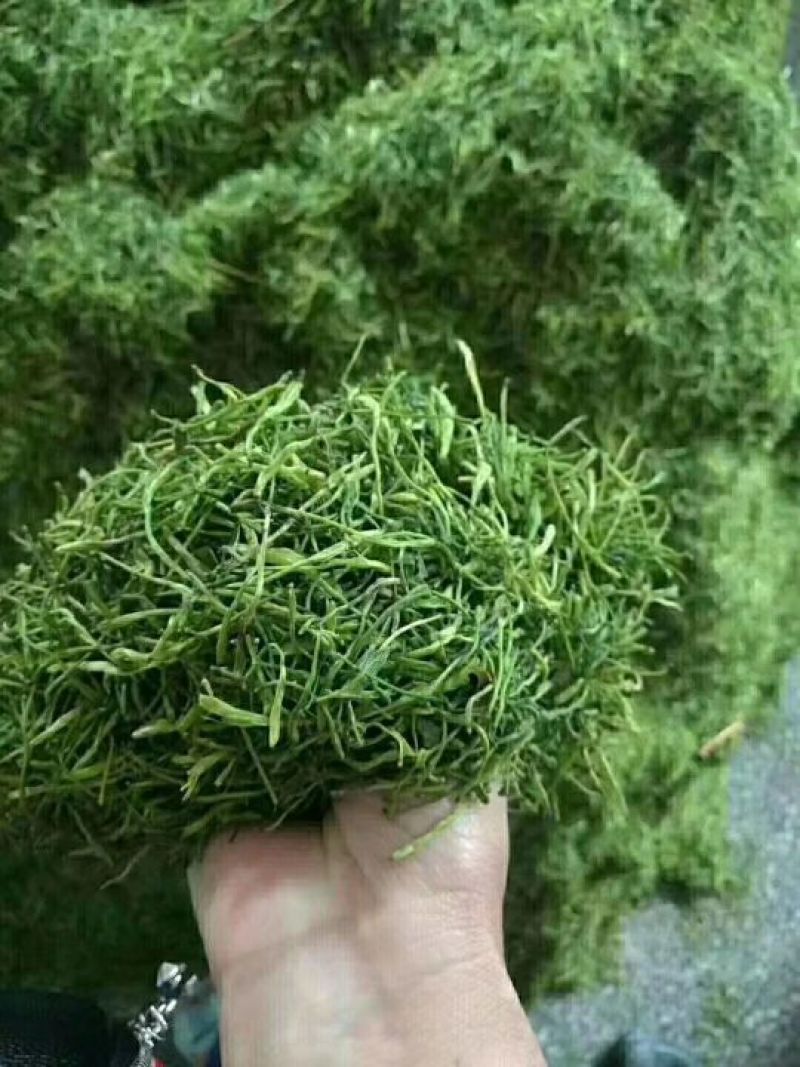 杀青烘干金银花