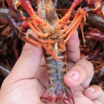 10钱起大龙虾