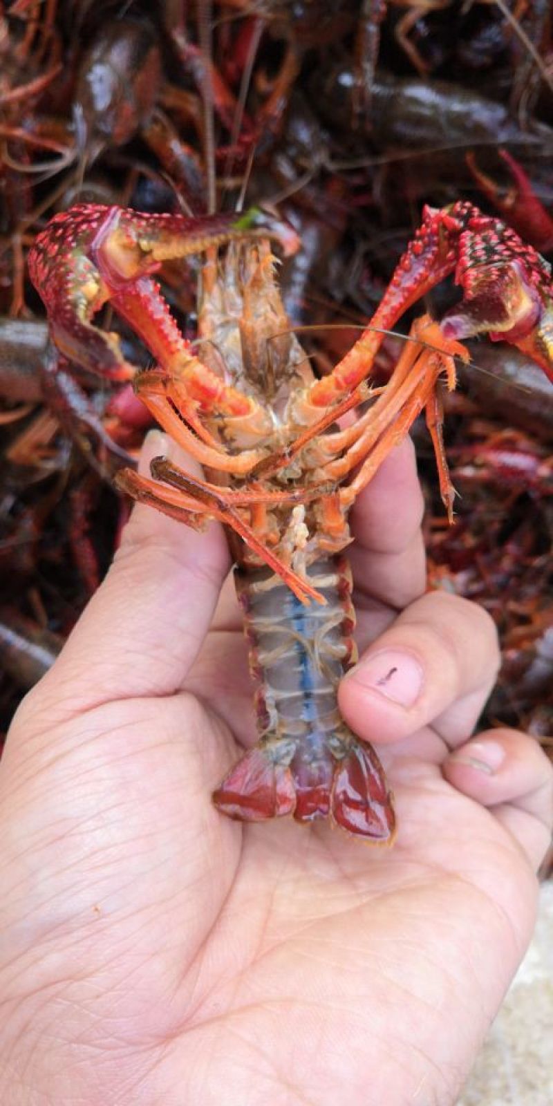 10钱起大龙虾