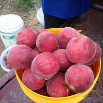 本地桃子毛桃油桃质优量大多品种供货期长。