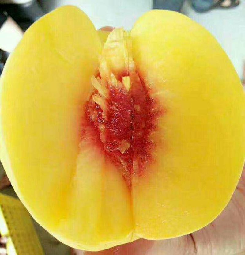 黄中黄