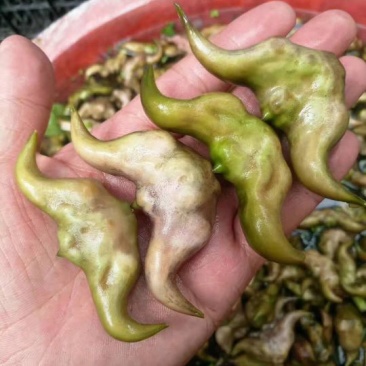 每天供应2万斤洪湖老嫩菱角菱角米，价格便宜，质量好