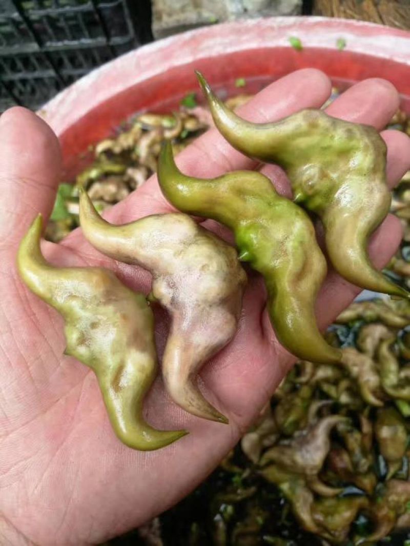 每天供应2万斤洪湖老嫩菱角菱角米，价格便宜，质量好