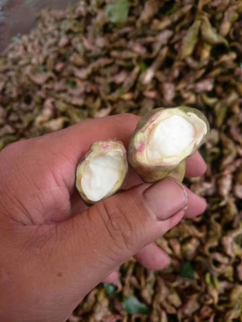 每天供应2万斤洪湖老嫩菱角菱角米，价格便宜，质量好