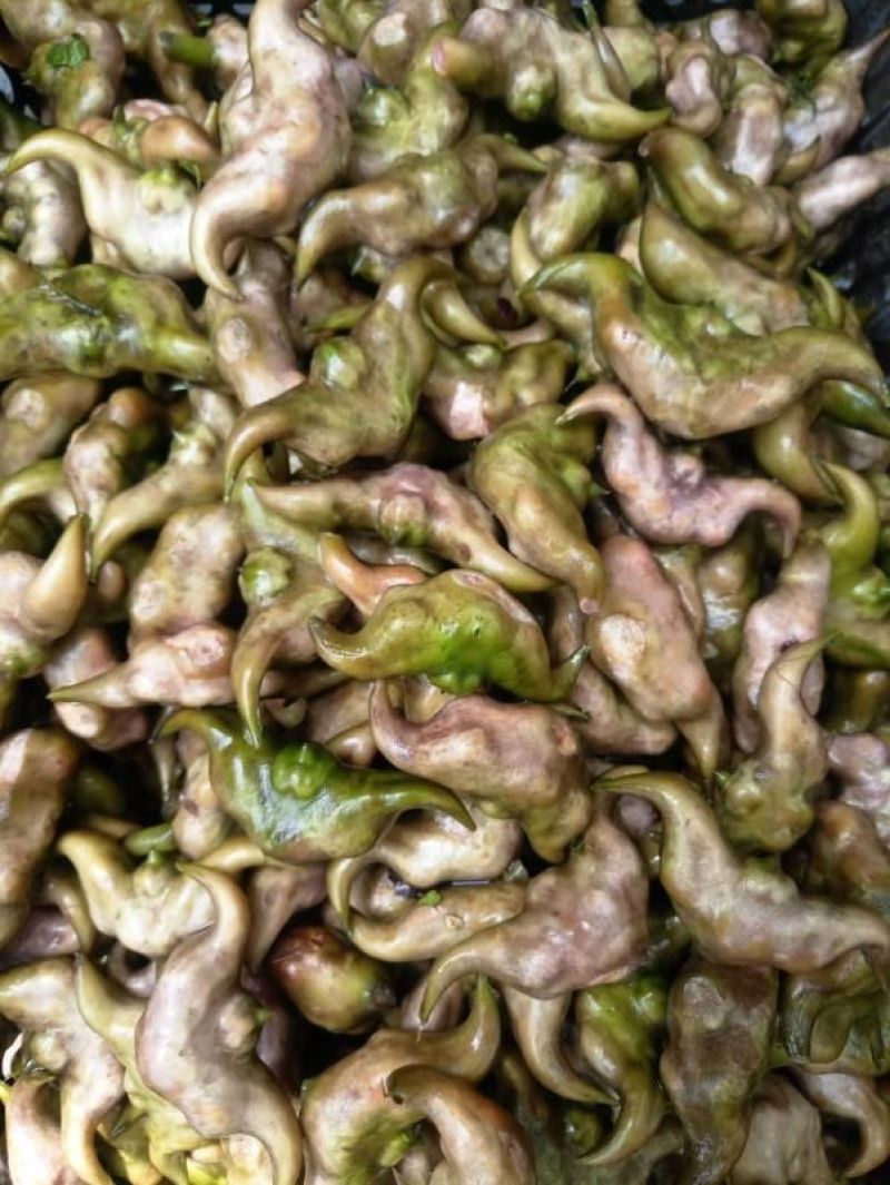每天供应2万斤洪湖老嫩菱角菱角米，价格便宜，质量好