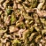 每天供应2万斤洪湖老嫩菱角菱角米，价格便宜，质量好