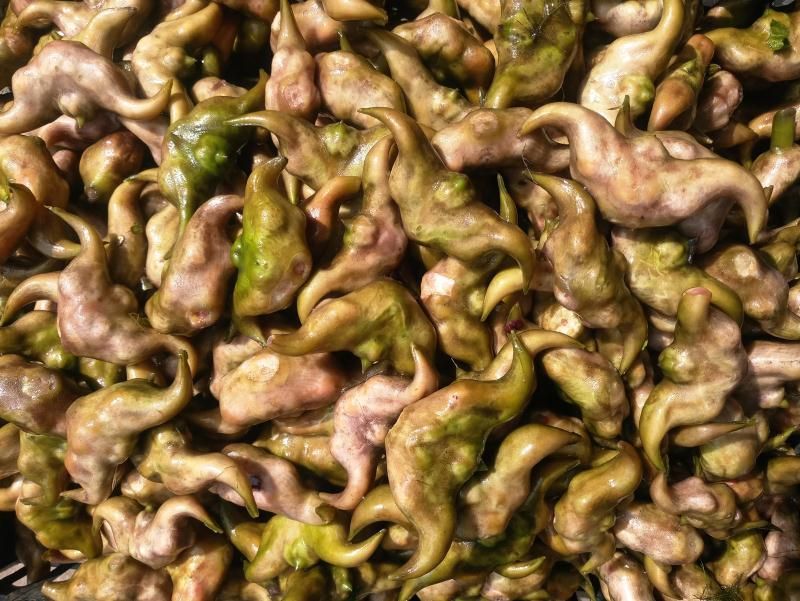 每天供应2万斤洪湖老嫩菱角菱角米，价格便宜，质量好