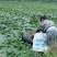每天供应2万斤洪湖老嫩菱角菱角米，价格便宜，质量好