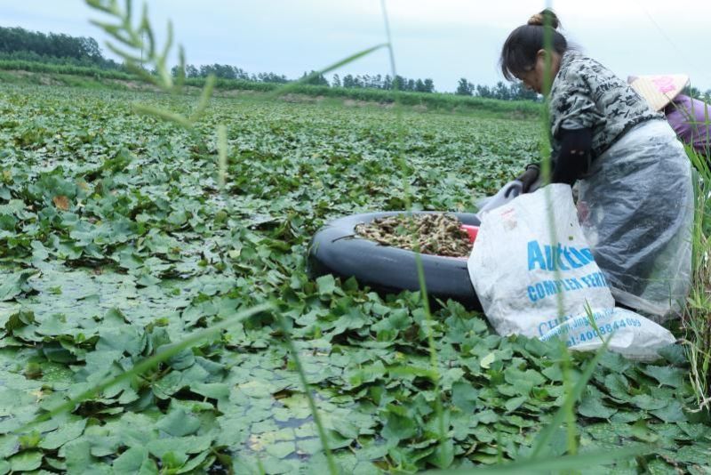 每天供应2万斤洪湖老嫩菱角菱角米，价格便宜，质量好