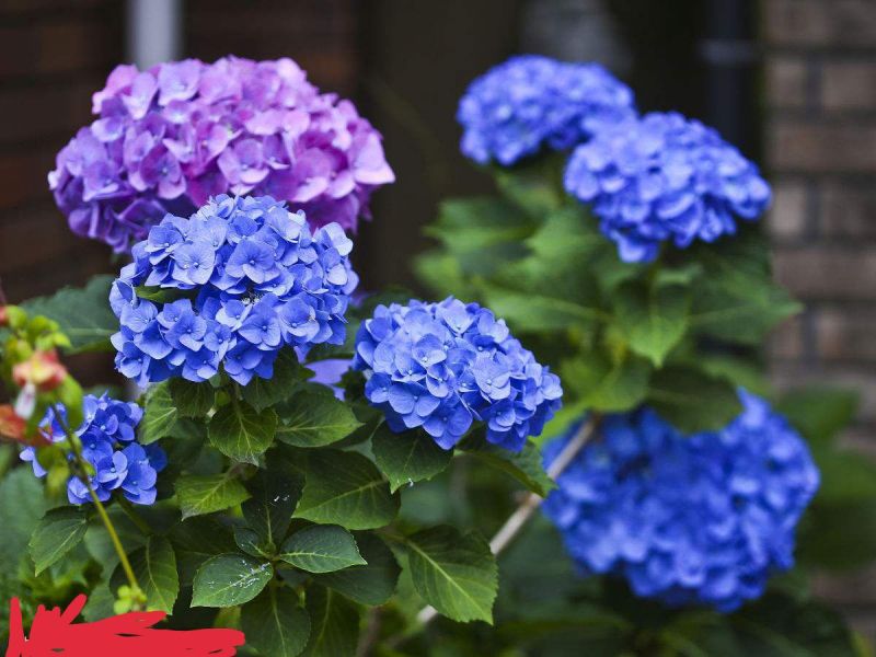 八仙花木绣球