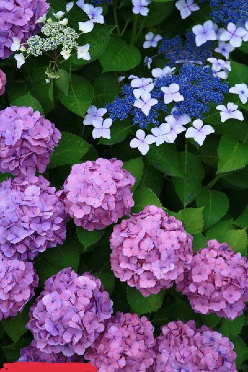 八仙花木绣球