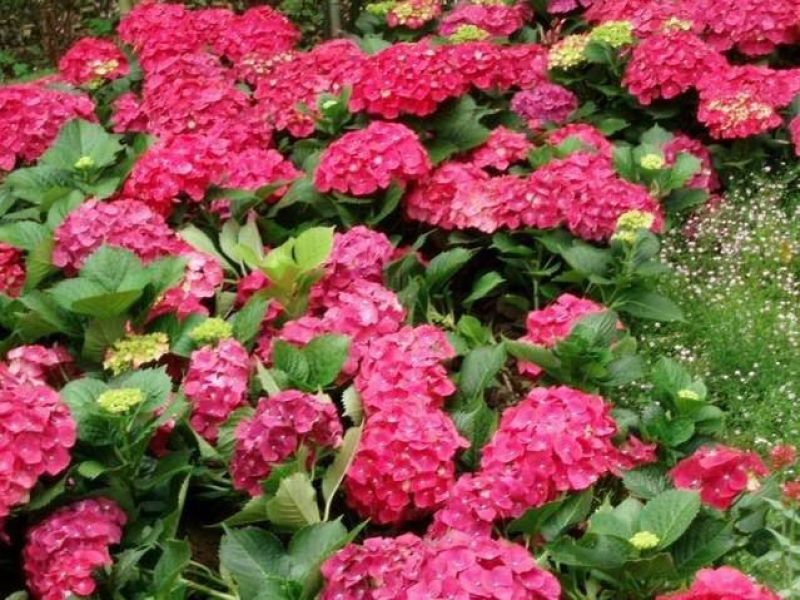 八仙花木绣球