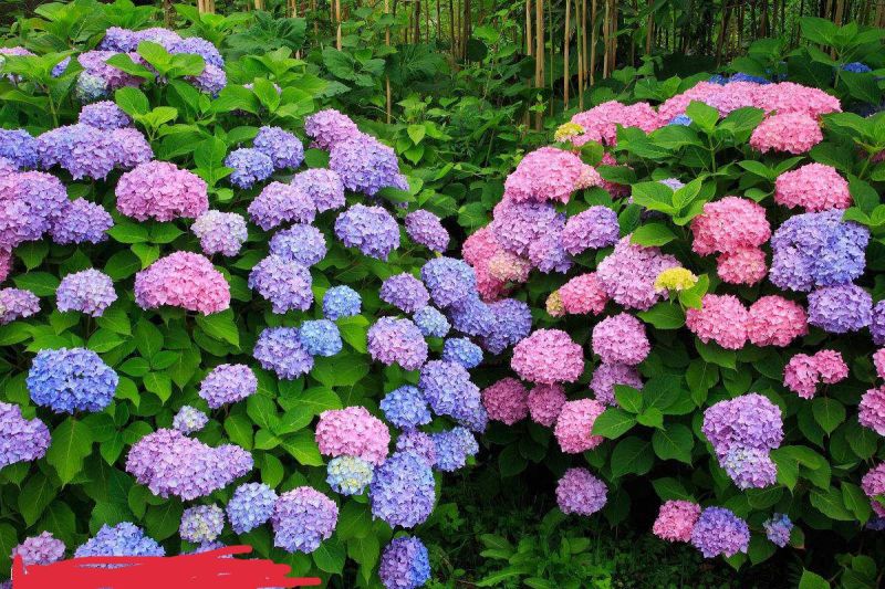 八仙花木绣球