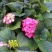 八仙花木绣球