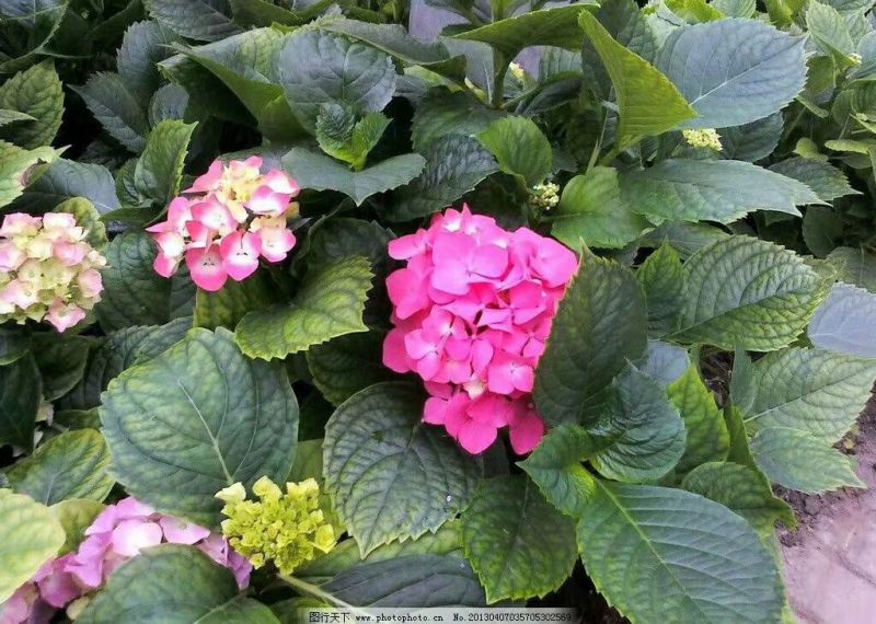 八仙花木绣球