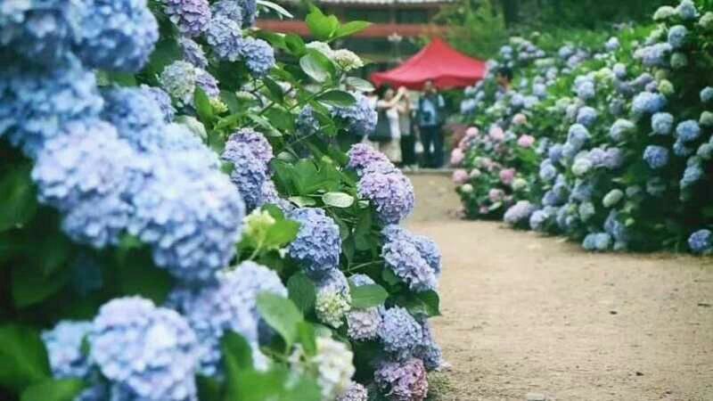 八仙花木绣球