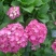 八仙花木绣球