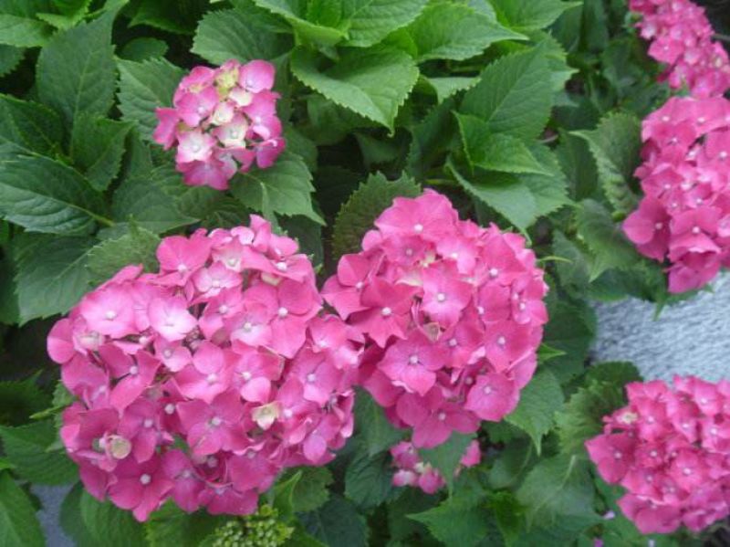 八仙花木绣球