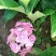 八仙花木绣球