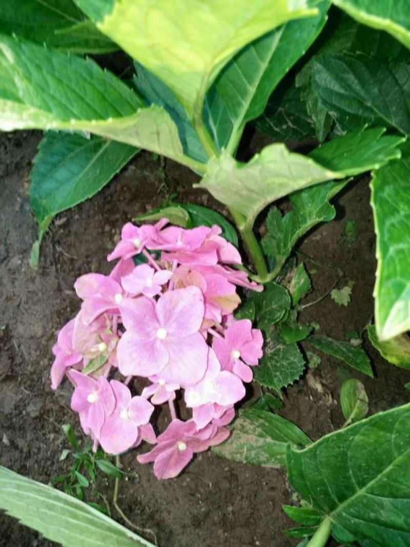 八仙花木绣球