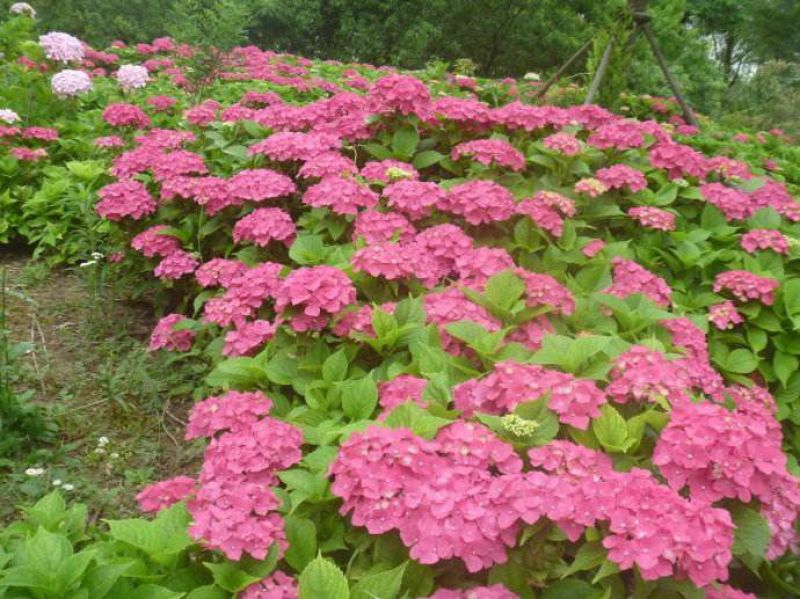 八仙花木绣球
