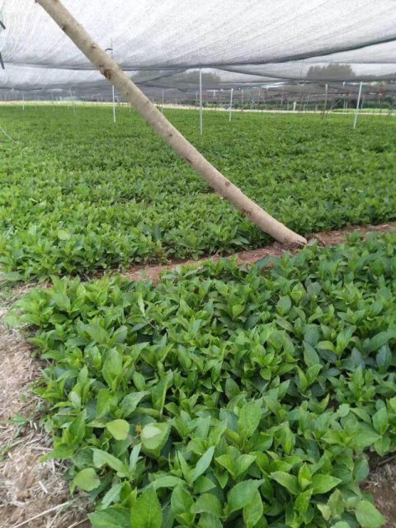 八仙花木绣球