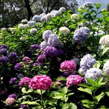 八仙花木绣球
