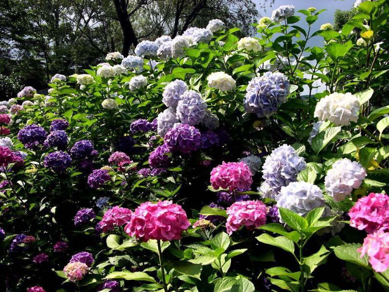 八仙花木绣球