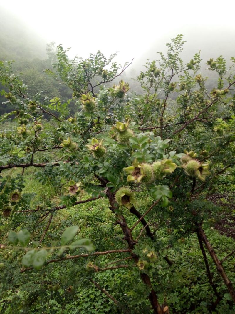 刺梨鲜