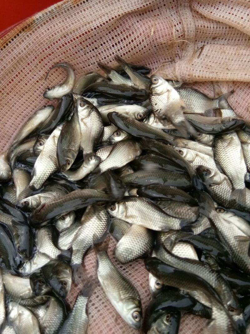 乌鱼苗