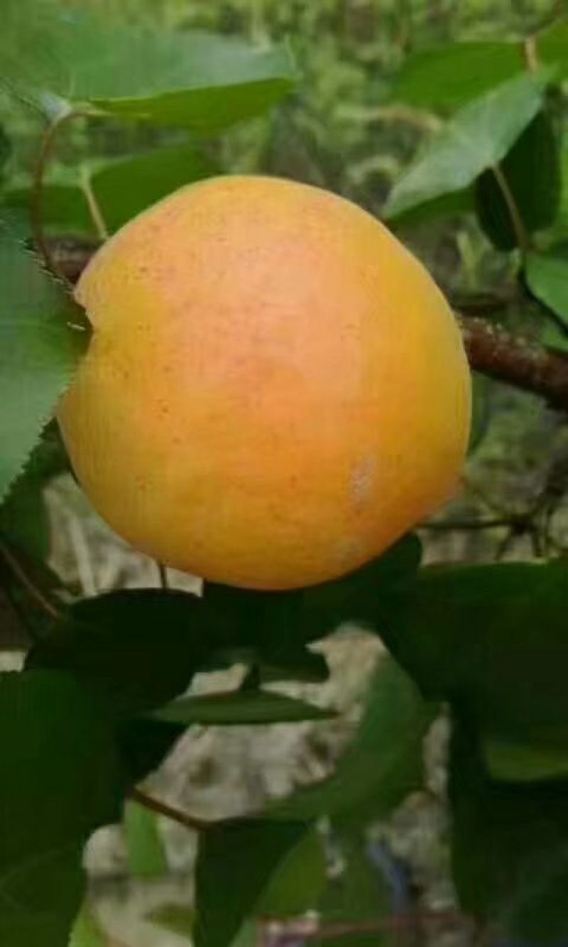 金太阳杏产地直供露天种植上市早