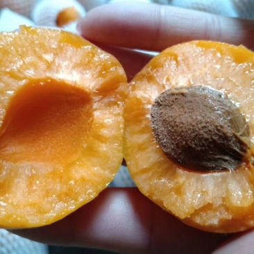 金太阳杏产地直供露天种植上市早