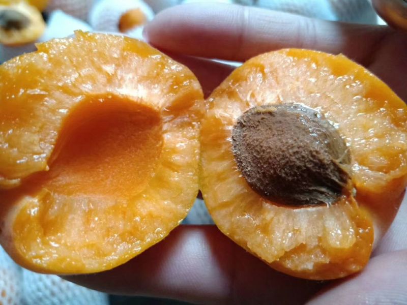 金太阳杏产地直供露天种植上市早