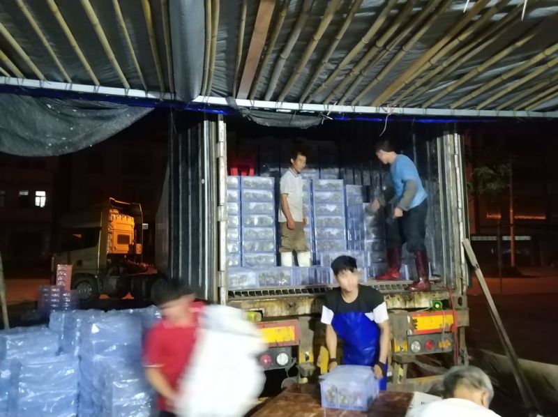 整车2万斤起靓荔枝，妃子笑，桂味，廉江市良垌镇专业代办