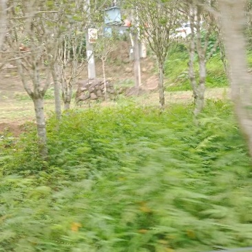 八月桂花树