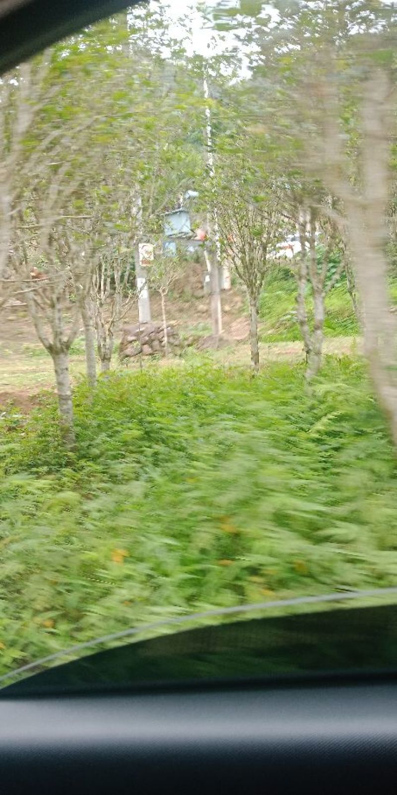 八月桂花树