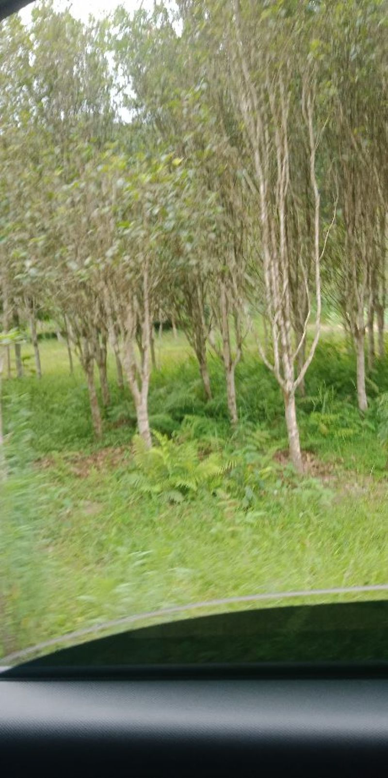 八月桂花树