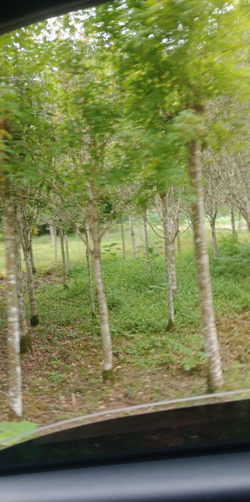八月桂花树