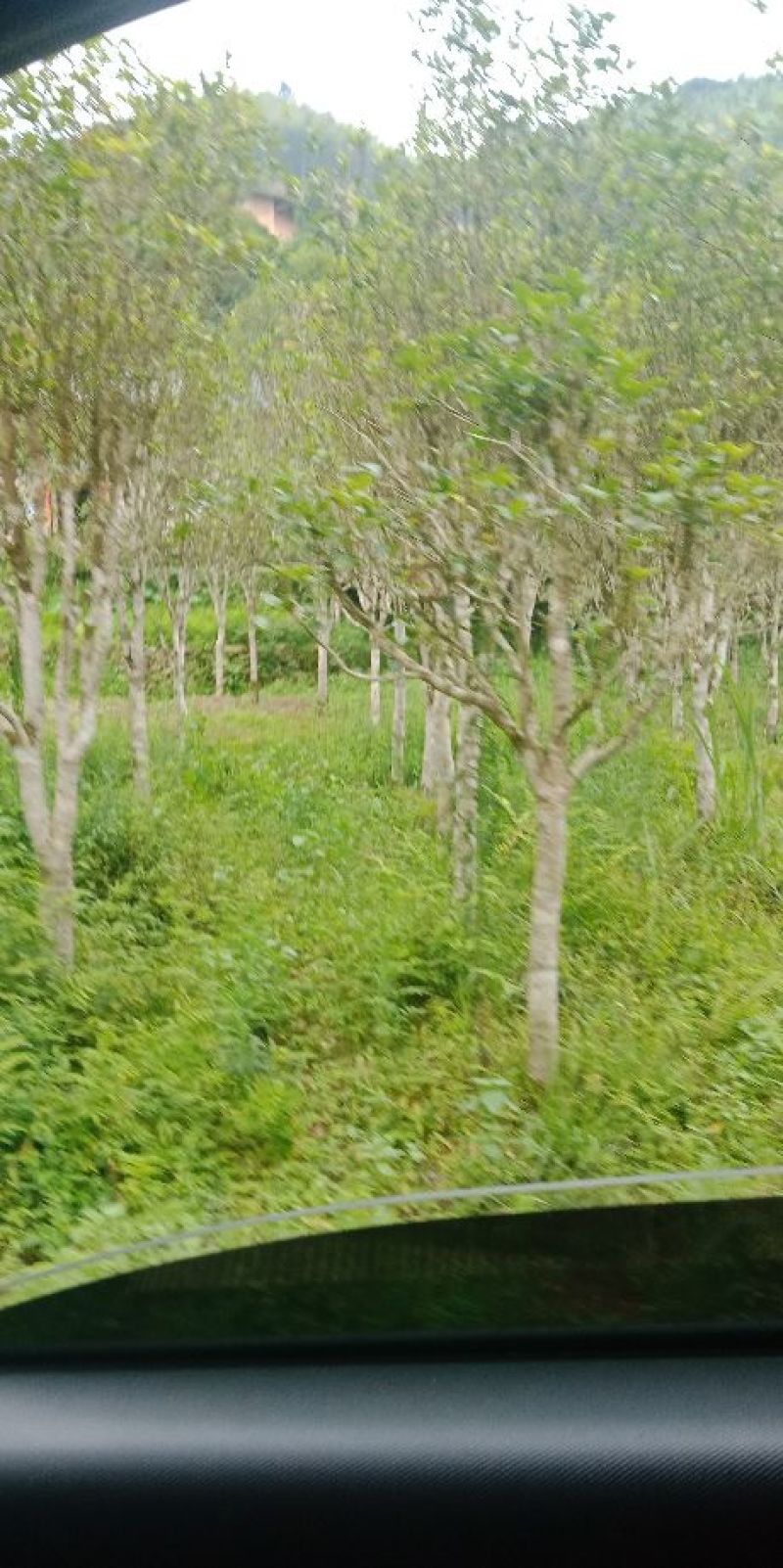 八月桂花树