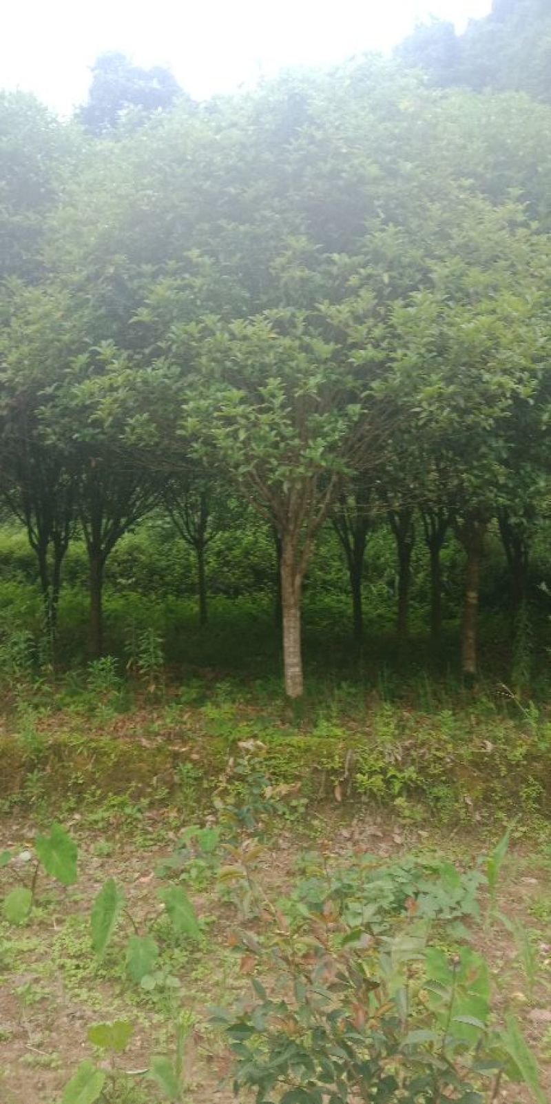 八月桂花树