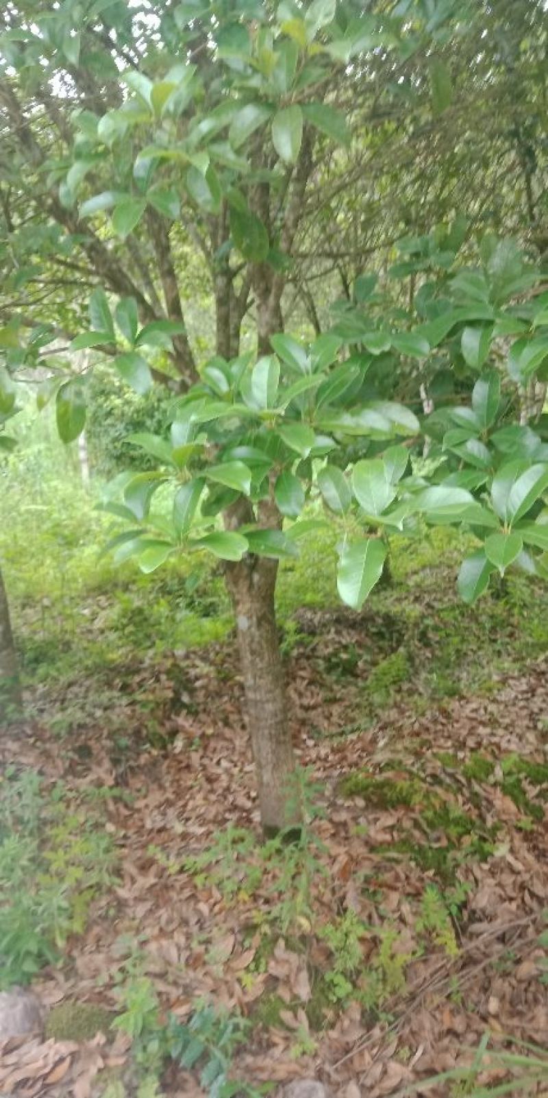 八月桂花树