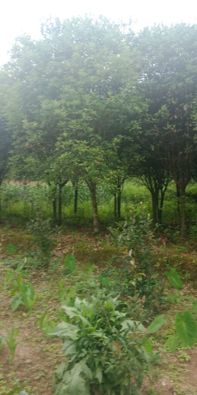 八月桂花树