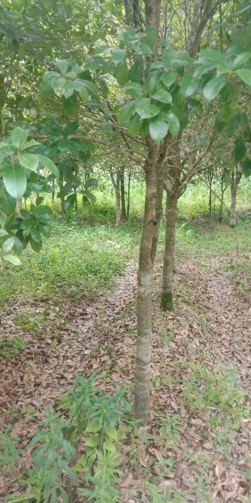 八月桂花树