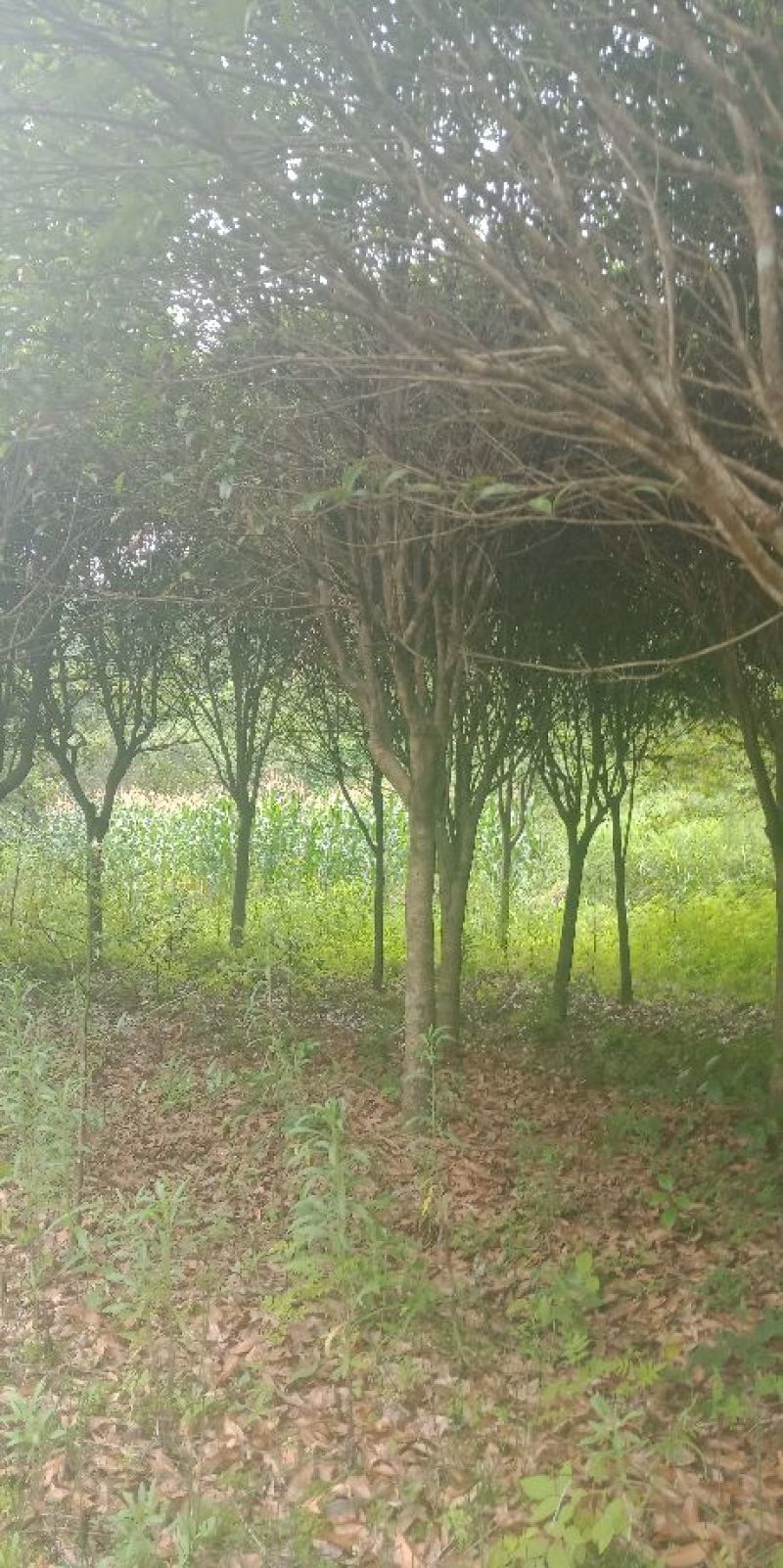 八月桂花树