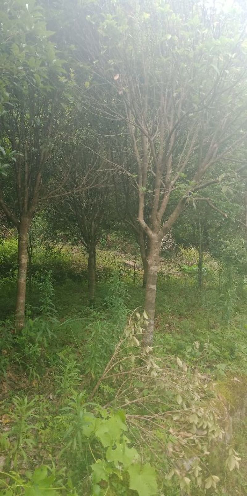 八月桂花树