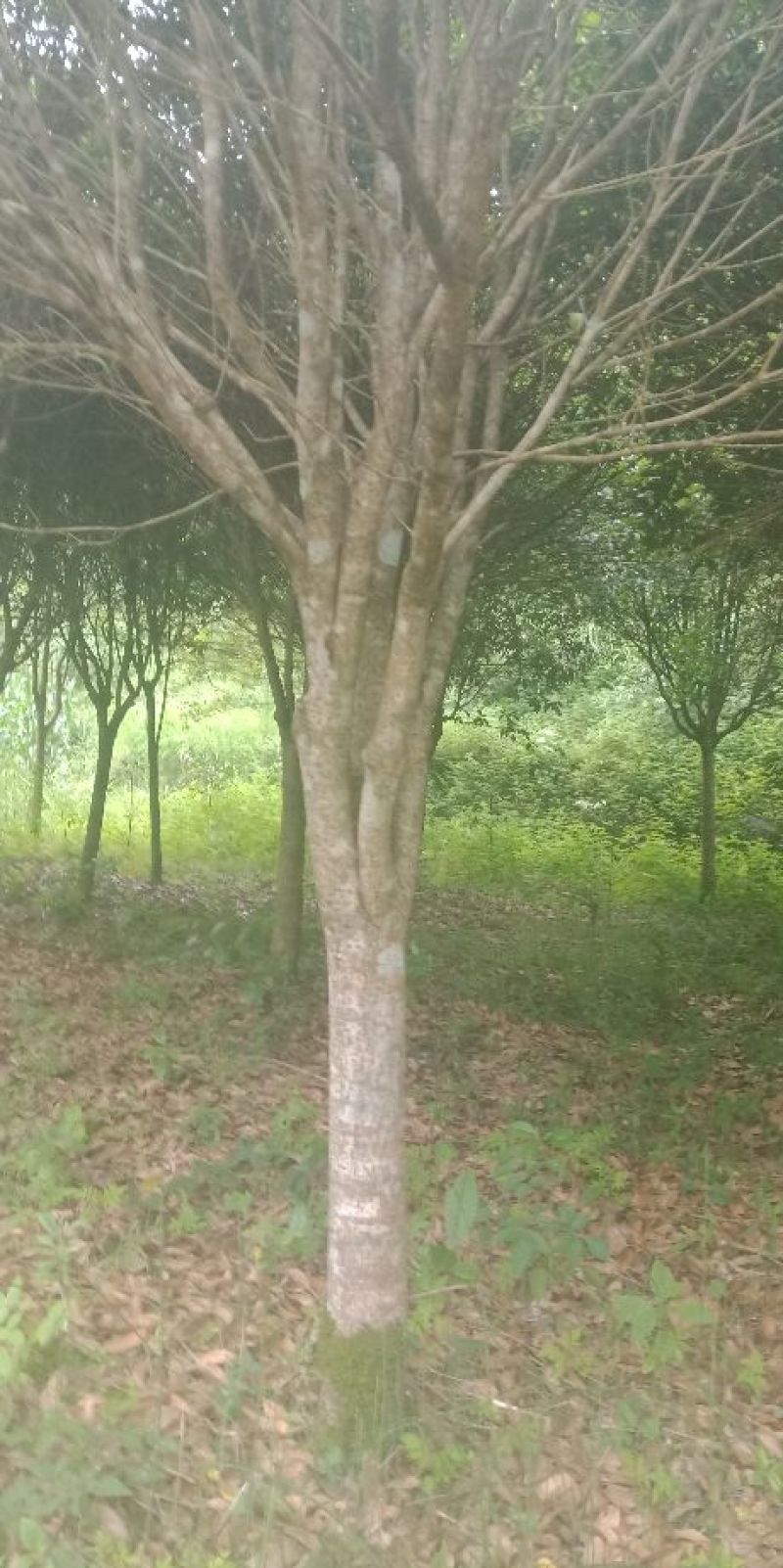 八月桂花树