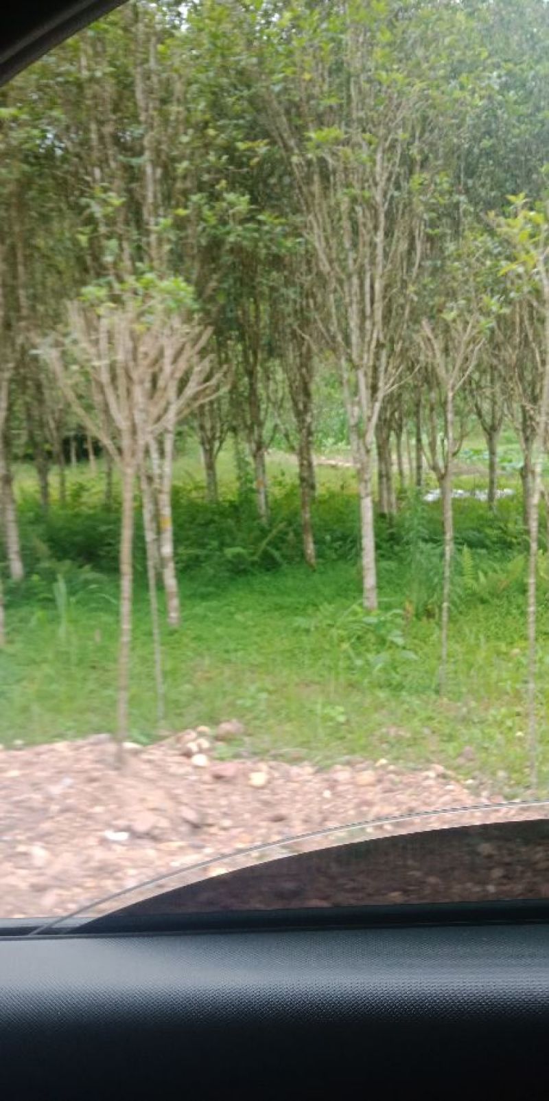 八月桂花树