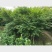金叶鸡爪槭地径6厘米，货源充足，树形自然，异形飘逸！！