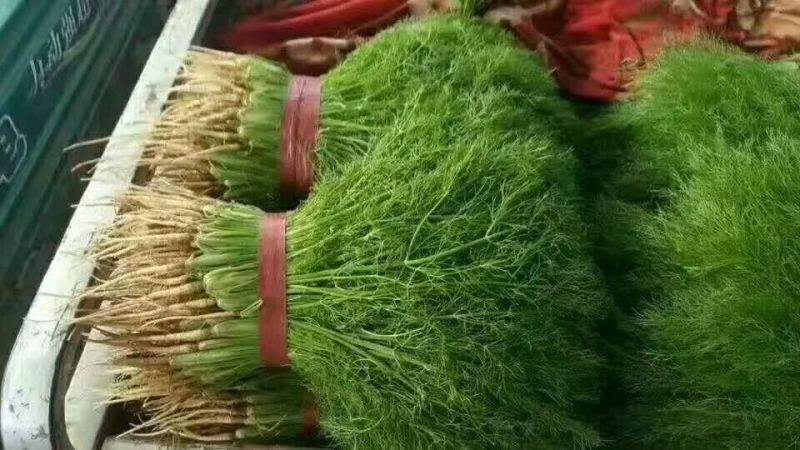 茴香苗《精品小茴香，货源充足，质量保证》